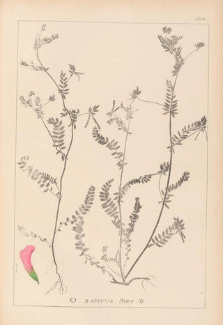 Herbier de la flore française Pl0542 - Louis Antoine Cusin — artwork view