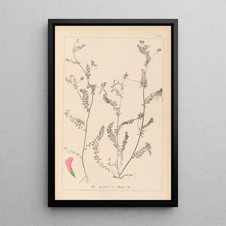 Herbier de la flore française Pl0542 - Louis Antoine Cusin — framed artwork on a wall