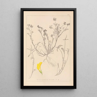 Herbier de la flore française Pl0544 - Louis Antoine Cusin — framed artwork on a wall