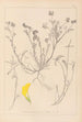 Herbier de la flore française Pl0544 - Louis Antoine Cusin — artwork view