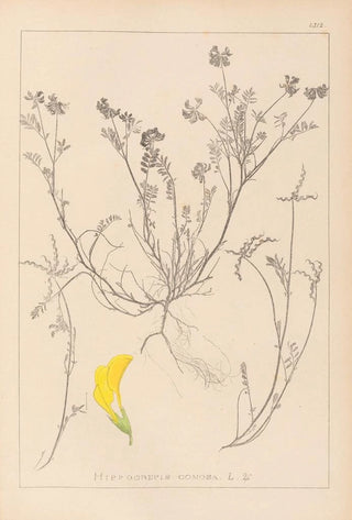 Herbier de la flore française Pl0544 - Louis Antoine Cusin — artwork view