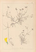 Herbier de la flore française Pl0545 - Louis Antoine Cusin — artwork view