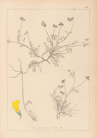 Herbier de la flore française Pl0545 - Louis Antoine Cusin — artwork view
