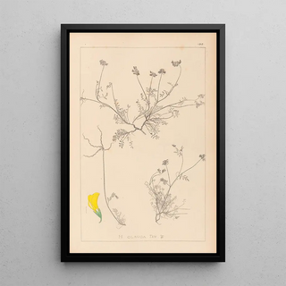 Herbier de la flore française Pl0545 - Louis Antoine Cusin — framed artwork on a wall
