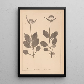 Herbier de la flore française Pl0688 - Louis Antoine Cusin — framed artwork on a wall