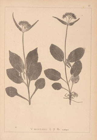 Herbier de la flore française Pl0688 - Louis Antoine Cusin — artwork view