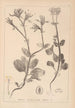 Herbier de la flore française Pl0708 - Louis Antoine Cusin — artwork view