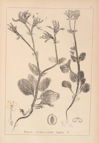 Herbier de la flore française Pl0708 - Louis Antoine Cusin — artwork view