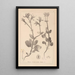 Herbier de la flore française Pl0708 - Louis Antoine Cusin — framed artwork on a wall