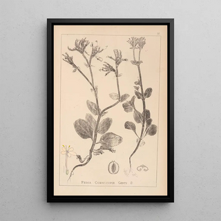 Herbier de la flore française Pl0708 - Louis Antoine Cusin — framed artwork on a wall