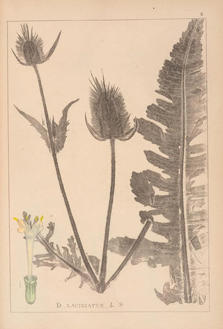 Herbier de la flore française Pl0710 - Louis Antoine Cusin — artwork view