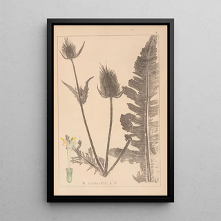Herbier de la flore française Pl0710 - Louis Antoine Cusin — framed artwork on a wall
