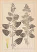 Herbier de la flore française Pl0800 - Louis Antoine Cusin — artwork view