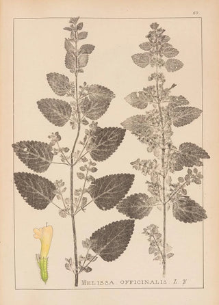 Herbier de la flore française Pl0800 - Louis Antoine Cusin — artwork view