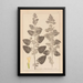 Herbier de la flore française Pl0800 - Louis Antoine Cusin — framed artwork on a wall