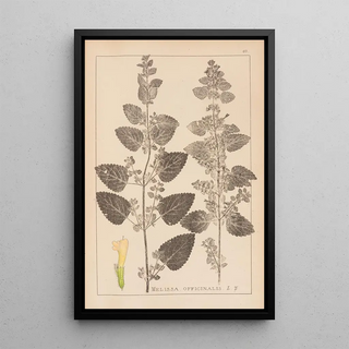 Herbier de la flore française Pl0800 - Louis Antoine Cusin — framed artwork on a wall