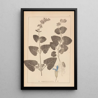 Herbier de la flore française Pl0806 - Louis Antoine Cusin — framed artwork on a wall