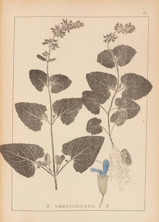 Herbier de la flore française Pl0806 - Louis Antoine Cusin — artwork view