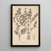 Herbier de la flore française Pl0808 - Louis Antoine Cusin — framed artwork on a wall