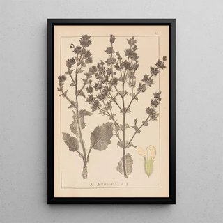 Herbier de la flore française Pl0808 - Louis Antoine Cusin — framed artwork on a wall