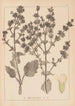 Herbier de la flore française Pl0808 - Louis Antoine Cusin — artwork view