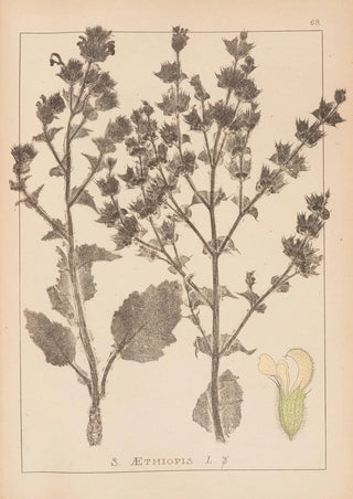 Herbier de la flore française Pl0808 - Louis Antoine Cusin — artwork view