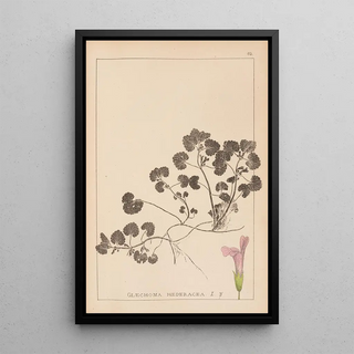 Herbier de la flore française Pl0822 - Louis Antoine Cusin — framed artwork on a wall