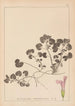 Herbier de la flore française Pl0822 - Louis Antoine Cusin — artwork view