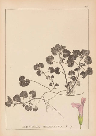 Herbier de la flore française Pl0822 - Louis Antoine Cusin — artwork view