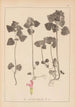 Herbier de la flore française Pl0828 - Louis Antoine Cusin — artwork view
