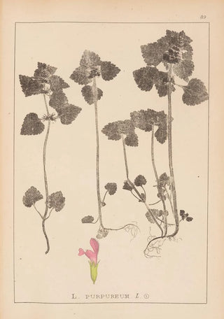 Herbier de la flore française Pl0828 - Louis Antoine Cusin — artwork view