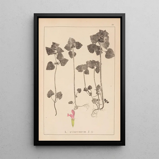 Herbier de la flore française Pl0828 - Louis Antoine Cusin — framed artwork on a wall