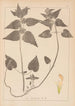 Herbier de la flore française Pl0830 - Louis Antoine Cusin — artwork view