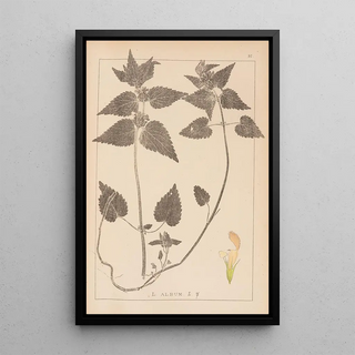 Herbier de la flore française Pl0830 - Louis Antoine Cusin — framed artwork on a wall