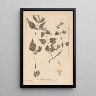 Herbier de la flore française Pl0831 - Louis Antoine Cusin — framed artwork on a wall