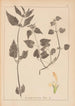 Herbier de la flore française Pl0831 - Louis Antoine Cusin — artwork view