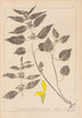 Herbier de la flore française Pl0832 - Louis Antoine Cusin — artwork view
