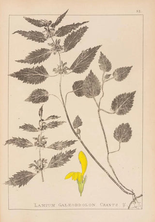 Herbier de la flore française Pl0832 - Louis Antoine Cusin — artwork view