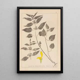 Herbier de la flore française Pl0832 - Louis Antoine Cusin — framed artwork on a wall