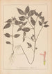 Herbier de la flore française Pl0841 - Louis Antoine Cusin — artwork view