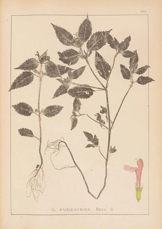 Herbier de la flore française Pl0841 - Louis Antoine Cusin — artwork view