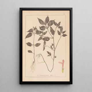 Herbier de la flore française Pl0841 - Louis Antoine Cusin — framed artwork on a wall