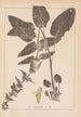 Herbier de la flore française Pl0846 - Louis Antoine Cusin — artwork view