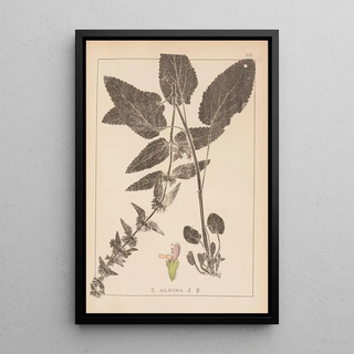 Herbier de la flore française Pl0846 - Louis Antoine Cusin — framed artwork on a wall