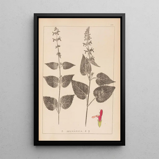 Herbier de la flore française Pl0847 - Louis Antoine Cusin — framed artwork on a wall