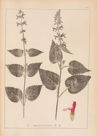 Herbier de la flore française Pl0847 - Louis Antoine Cusin — artwork view