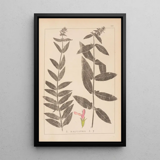 Herbier de la flore française Pl0849 - Louis Antoine Cusin — framed artwork on a wall