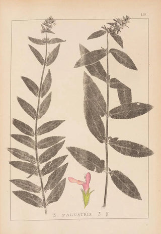 Herbier de la flore française Pl0849 - Louis Antoine Cusin — artwork view