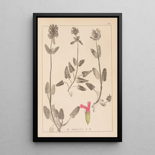 Herbier de la flore française Pl0861 - Louis Antoine Cusin — framed artwork on a wall