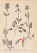 Herbier de la flore française Pl0861 - Louis Antoine Cusin — artwork view